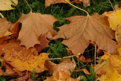 DSC01900.jpg