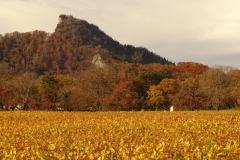 DSC01989.jpg