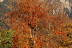 DSC02002.jpg