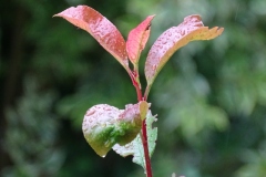 DSC00006.jpg