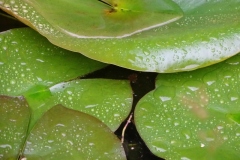 DSC00048.jpg