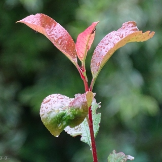 DSC00006.jpg