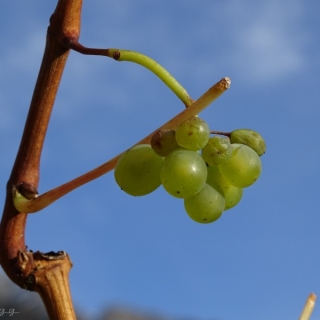 DSC01993.jpg