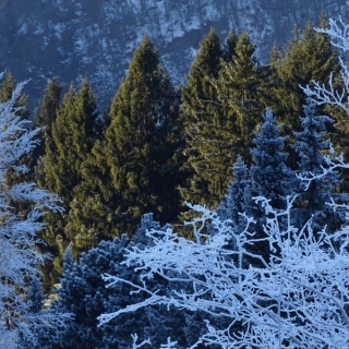DSC02081.jpg