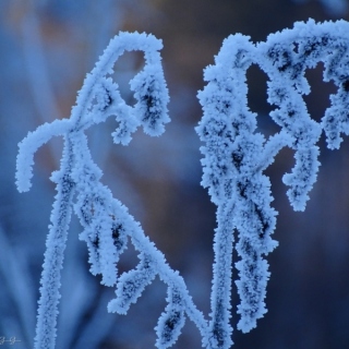 DSC02095.jpg