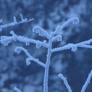 DSC02097.jpg