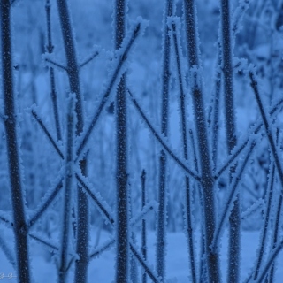 DSC02099.jpg