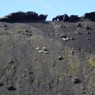 Island_181