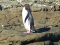 neuseeland_132