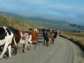 neuseeland_138