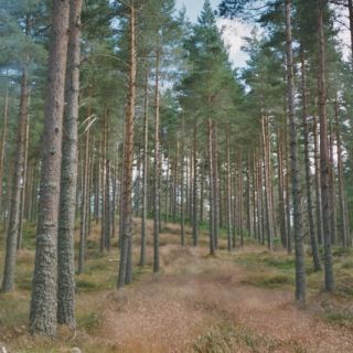 Schottland_C08