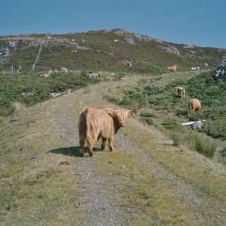 Schottland_D31